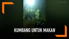 Warga Thailand berlomba-lomba menangkap ribuan kumbang yang keluar pada malam hari karena hujan lebat. Kumbang-kumbang ditangkap untuk dijadikan makanan. Sebab, kumbang menjadi camilan populer di Thailand.