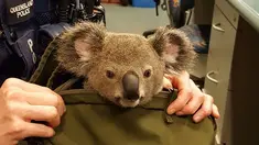 Gambar yang dirilis polisi Queensland menunjukkan seekor bayi koala berada di dalam tas milik seorang wanita di Brisbane, Senin (7/11). Penemuan itu setelah polisi Australia menangkap perempuan tersebut dalam pemeriksaan rutin lalu lintas. (AFP Photo)