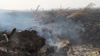 Kondis kebakaran di lahan gambut perkebunan kelapa sawit di Kumpeh. (Liputan6.com / Gresi Plasmanto)