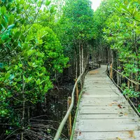 Taman Wisata Mangrove, Jakarta Utara (Foto: RedDoorz)