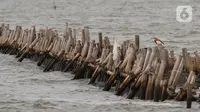Berbeda dengan Kementerian Kelautan dan Perikanan atau KKP yang mengatakan pagar laut tersebut tak mengantongi izin. (Liputan6.com/Herman Zakharia)