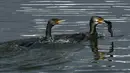 Burung kormoran besar (kanan) menangkap ikan di perairan Danau Taudaha di pinggiran Kathmandu (18/1/2021). Nama ini berasal dari gabungan kata Newari 'Ta', yang berarti ular dan 'Daha', yang berarti danau.  (AFP/Prakashh Mathema)