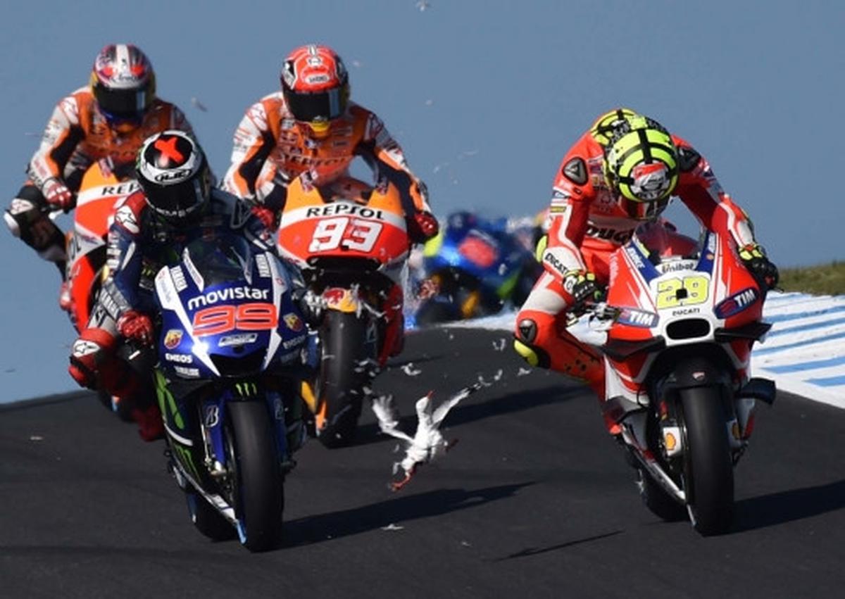 Nasib tragis burung camar jadi 'tumbal' MotoGP di Phillip Island