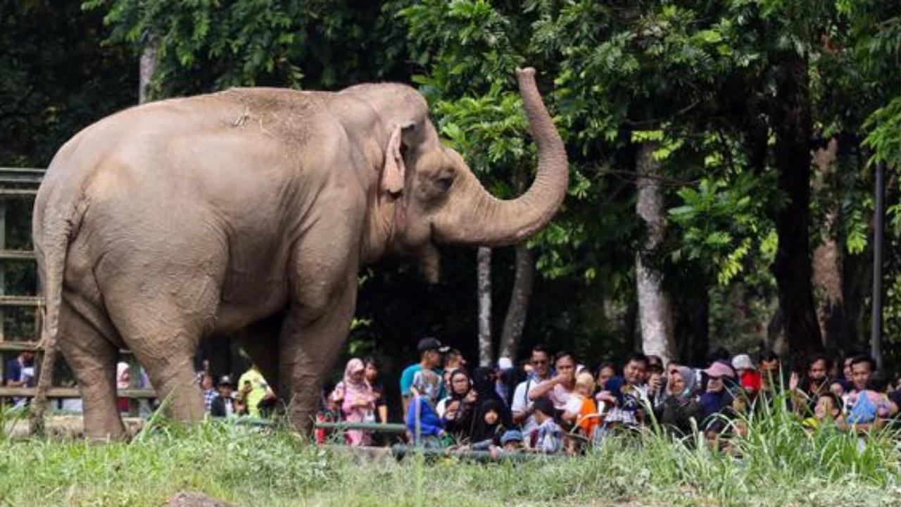 Pengunjung Ragunan Tembus 500 Ribu Orang Selama Libur Akhir Tahun
