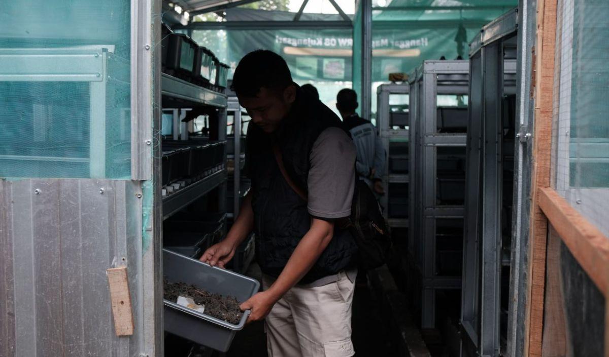 Maggot Jadi Kunci
