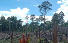 Prabowo Cabut Izin 28 Perusahaan Hutan-Tambang di Aceh-Sumatra