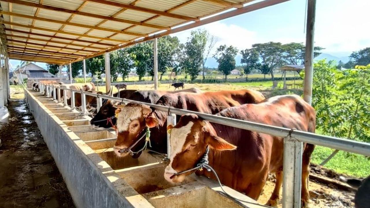 Kementan Dorong Percepatan Pemasukan Sapi Bakalan untuk Jaga Ketersediaan Daging Nasional