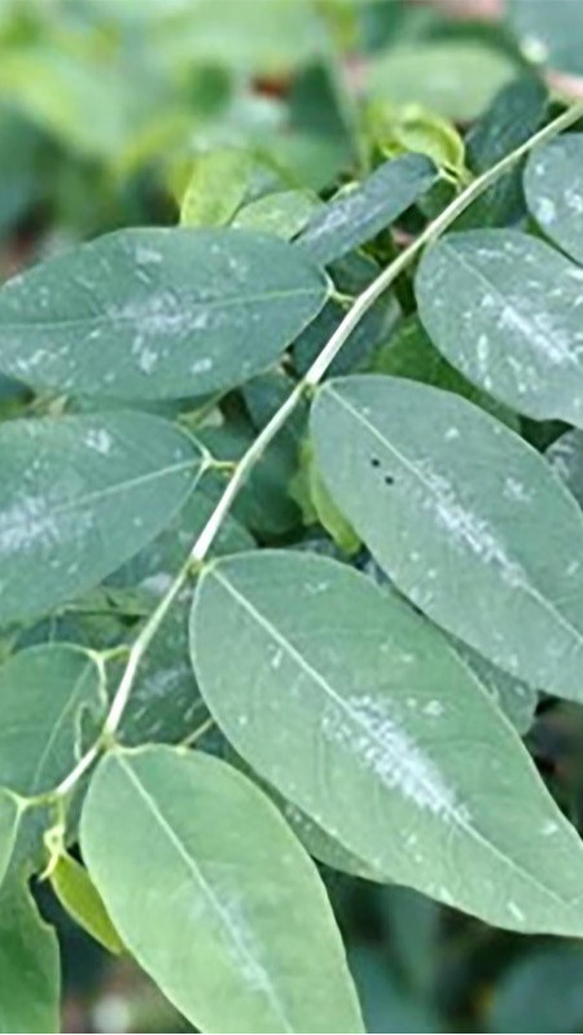 Manfaat Daun Katuk untuk Kesehatan