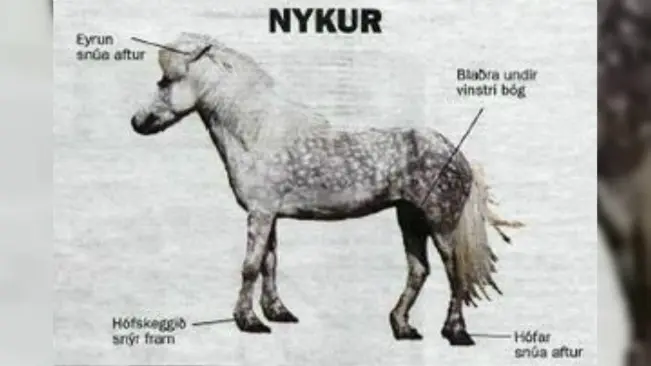 Ilustrasi Nykur, kuda legenda Islandia. (Sumber Twitter/@ClayFJohnson)