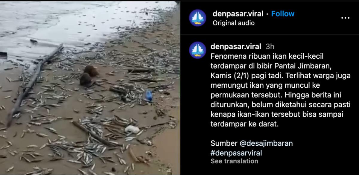 ikan terdampar di jimbaran