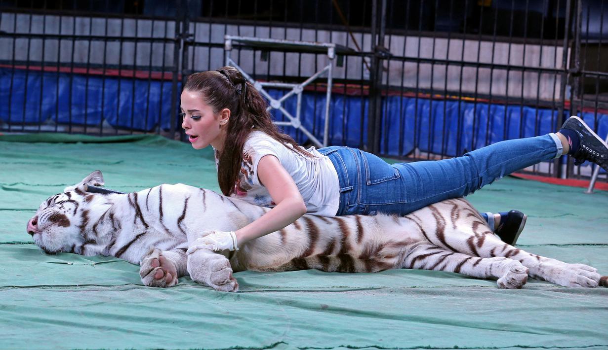 Aksi Mahasen el-Helw saat melatih harimau putih untuk pertunjukan sirkus di Kairo, Mesir (11/10). Wanita cantik asal Mesir ini telah berpengalaman menangani hewan buas saat acara sirkus. (REUTERS/Mohamed Abd El Ghany)