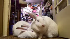 Dua ekor kelinci meringkuk di The Bunny Museum yang terletak di Pasadena, California, 8 Desember 2016. Di museum yang bagaikan surga bagi para penyuka kelinci ini terdapat lebih dari 33.000 koleksi benda-benda kelinci yang imut. (Frederic J. BROWN/AFP)