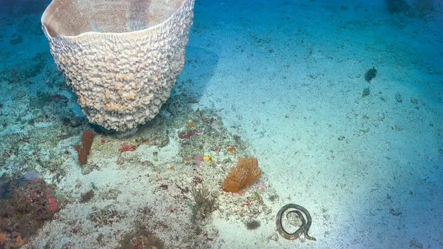 7 Potret Kehidupan Laut Dalam Ini Hasil Tangkapan dari Robot Akuatik, Bikin Takjub