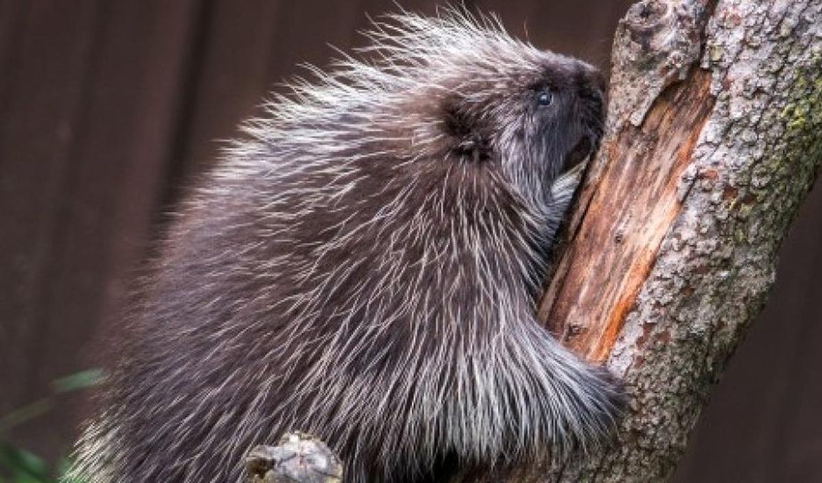 Landak Amerika Utara (Erethizon dorsatum)<br>