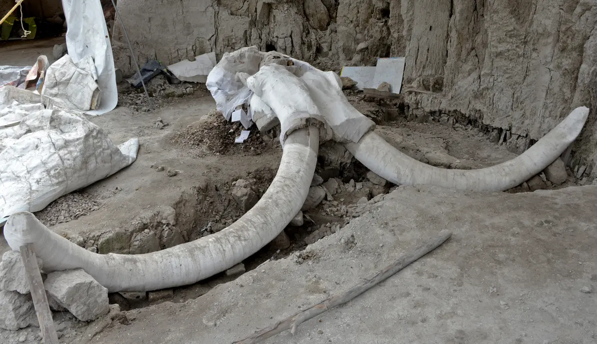 Gambar selebaran yang dirilis pada  6 November 2019 menunjukkan taring raksasa mammoth yang ditemukan di Tultepec, Meksiko. Meksiko telah menjadi tempat penemuan mamut yang mengejutkan di waktu-waktu sebelumnya. (Photo by HO / INAH / AFP)
