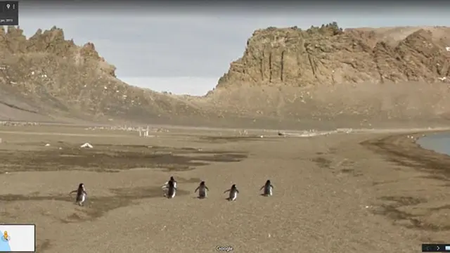 Hewan di Google Street View (Sumber:Boredpanda)