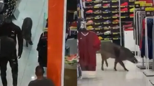 6 Momen Hewan Liar Masuk ke Dalam Toko Ini Bikin Heboh, Penjual Kaget