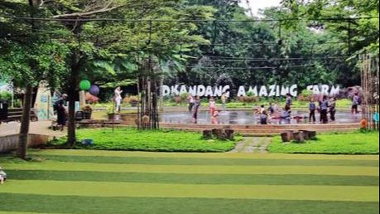 Pengunjung dapat belajar tentang proses pertanian, memerah susu, dan bahkan menunggang kerbau.