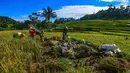 Di sisi lain, pemerintah menetapkan Harga Pembelian Pemerintah (HPP) gabah kering panen (GKP) di tingkat petani sebesar Rp 6.500 per kilogram pada 2026. Tampak dalam foto, petani memanen padi jenis Ciherang di Terasering Cisalada, Bogor, Jawa Barat, Minggu (12/4/2006(. (merdeka.com/Arie Basuki)