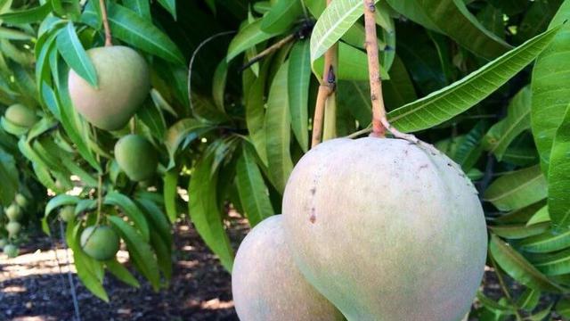 Mangga Wilayah Utara (Sumber foto: thelistli.com)