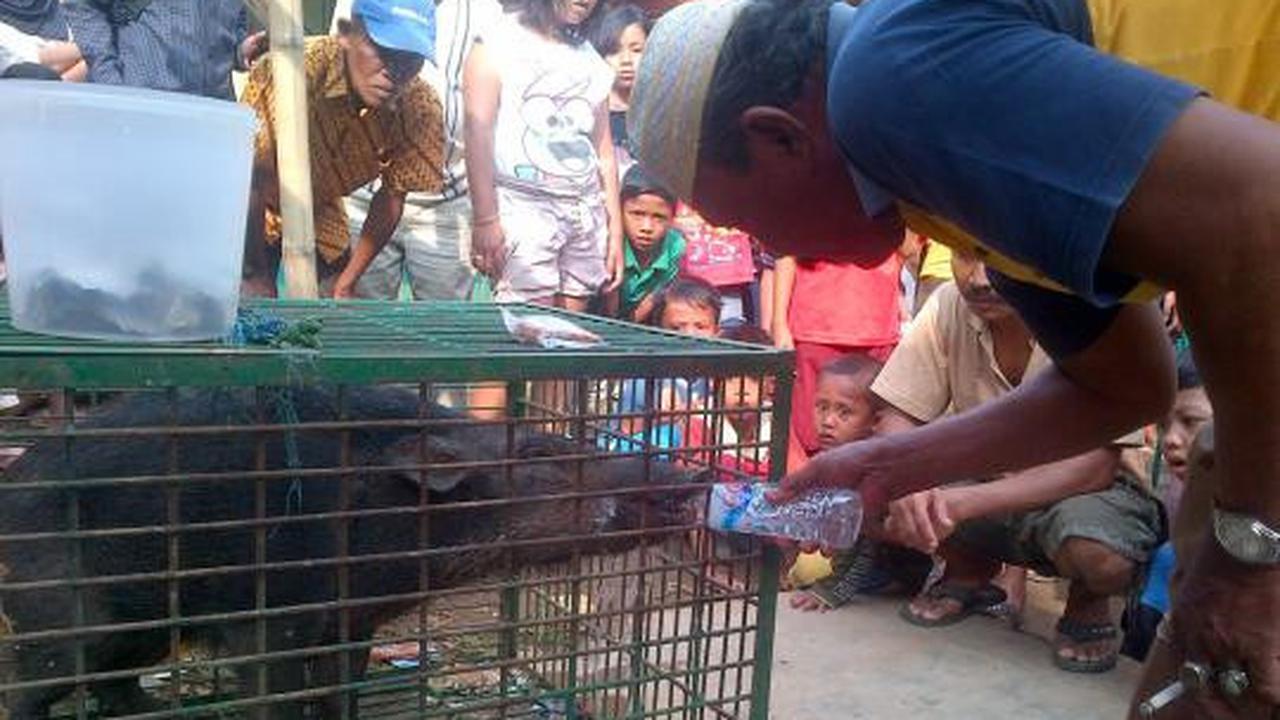 Penasaran, warga ramai-ramai tonton 'babi ngepet