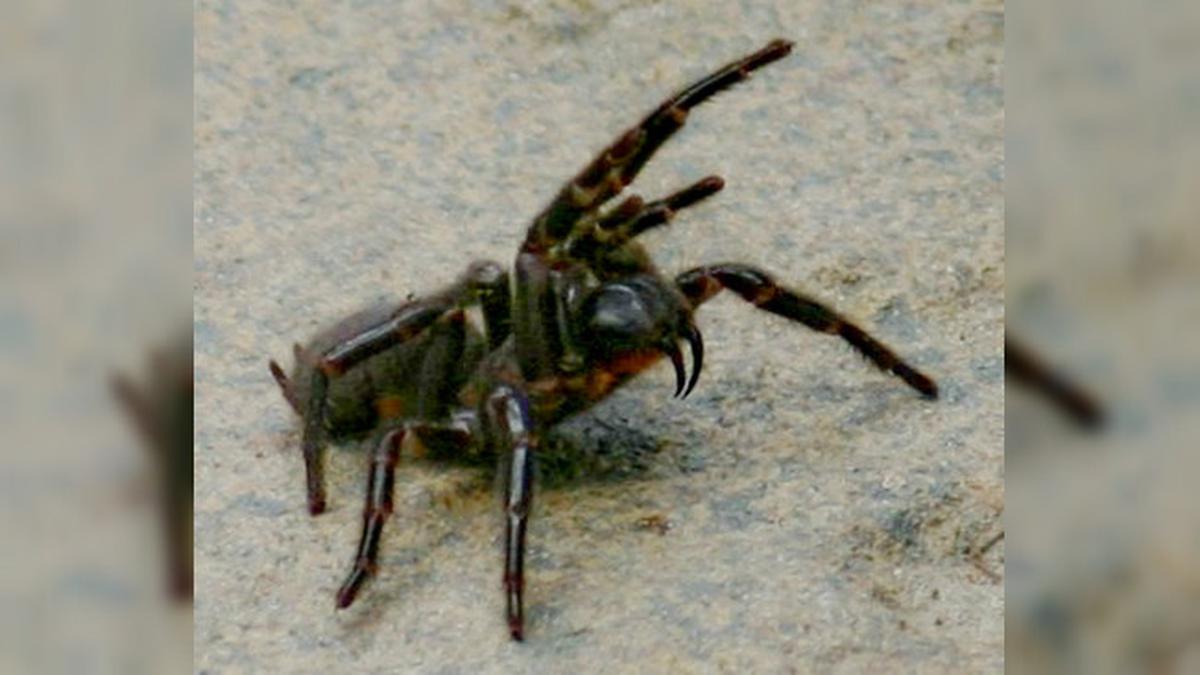 Ilmuwan Australia Temukan Spesies Baru Laba-Laba Jaring, Disebut Lebih Besar dan Berbahaya