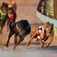 Pacuan anjing | foto : istimewa