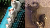 7 Pose Anak Kucing Tiru Tingkah Induknya Ini Bikin Gemas, Kompak (Sumber: reddit IAMA_dragon-AMA, reddit checkmydubstep)