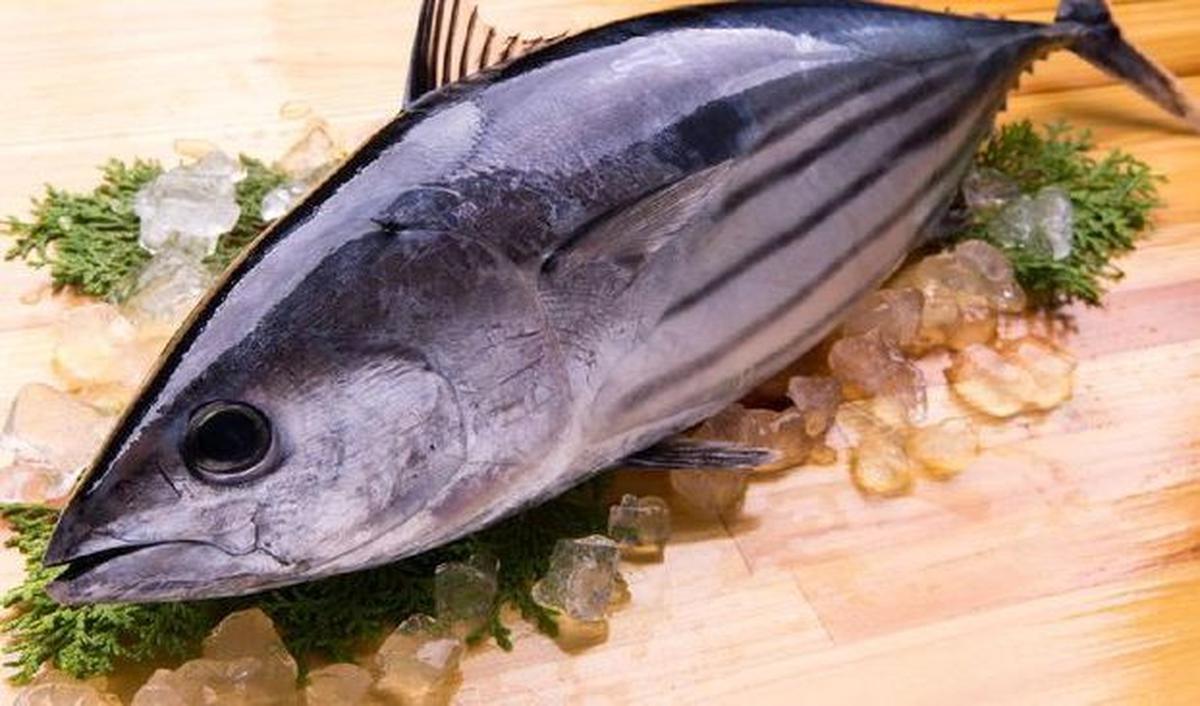 Pemerintah Jepang melakukan tindakan ceroboh dengan membuang limbah nuklir ke laut hingga memicu gelombang kemarahan di masyarakat Fukushima.