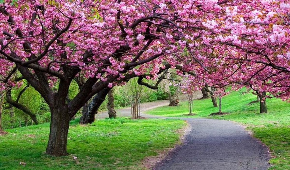 <b>Taman Sakura, Kebun Raya Cibodas</b><br>