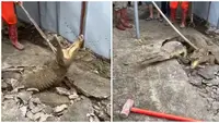 Viral Momen Munculnya Tiga Buaya dari Dalam Tanah Ini Bikin Geger Warga (sumber: Instagram/terang_media)