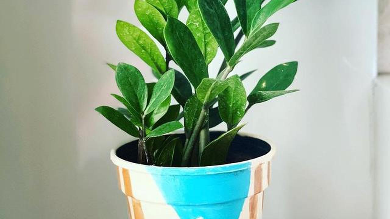 Tanaman ZZ Plant