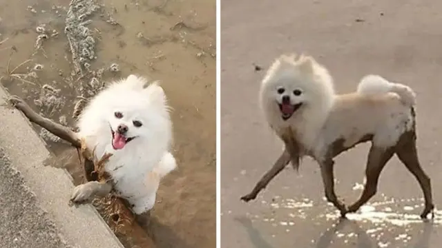 7 Potret Kocak Anjing Habis Bermain Lumpur, Gemes Banget