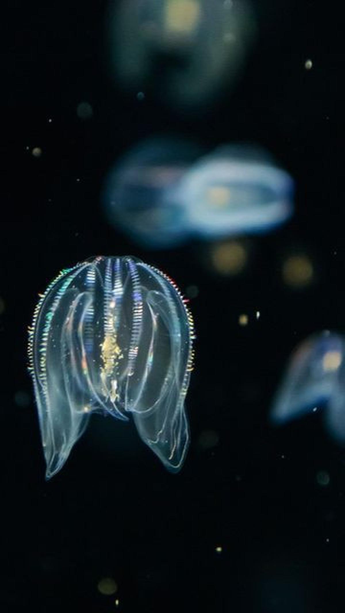 <b>Comb Jellyfish: Hidup Selama 500 Juta Tahun</b><br>