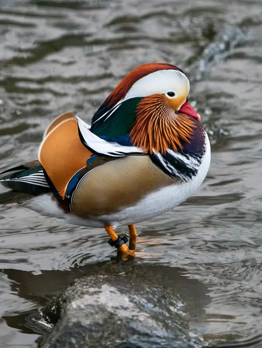 Bebek mandarin muncul di sebuah kolam di Central Park, New York, Selasa (27/11). Bebek langka tersebut mencuri perhatian karena warna bulunya tampak unik dan berbeda dari bebek yang ada di New York. (Don EMMERT / AFP)