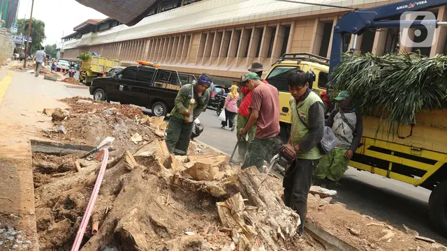 DKI Tebang Pohon Tua di Trotoar Cikini
