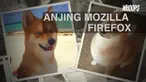 Saat foto-foto anjing ini tersebar ke dunia maya, akun Instagramnya mendapat tambahan 18 ribu pengikut hanya dalam dua hari.