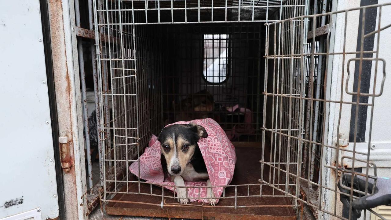 FOTO: Evakuasi Anjing Terluka Usai Serangan Rusia Hantam Penampungan Anjing Liar