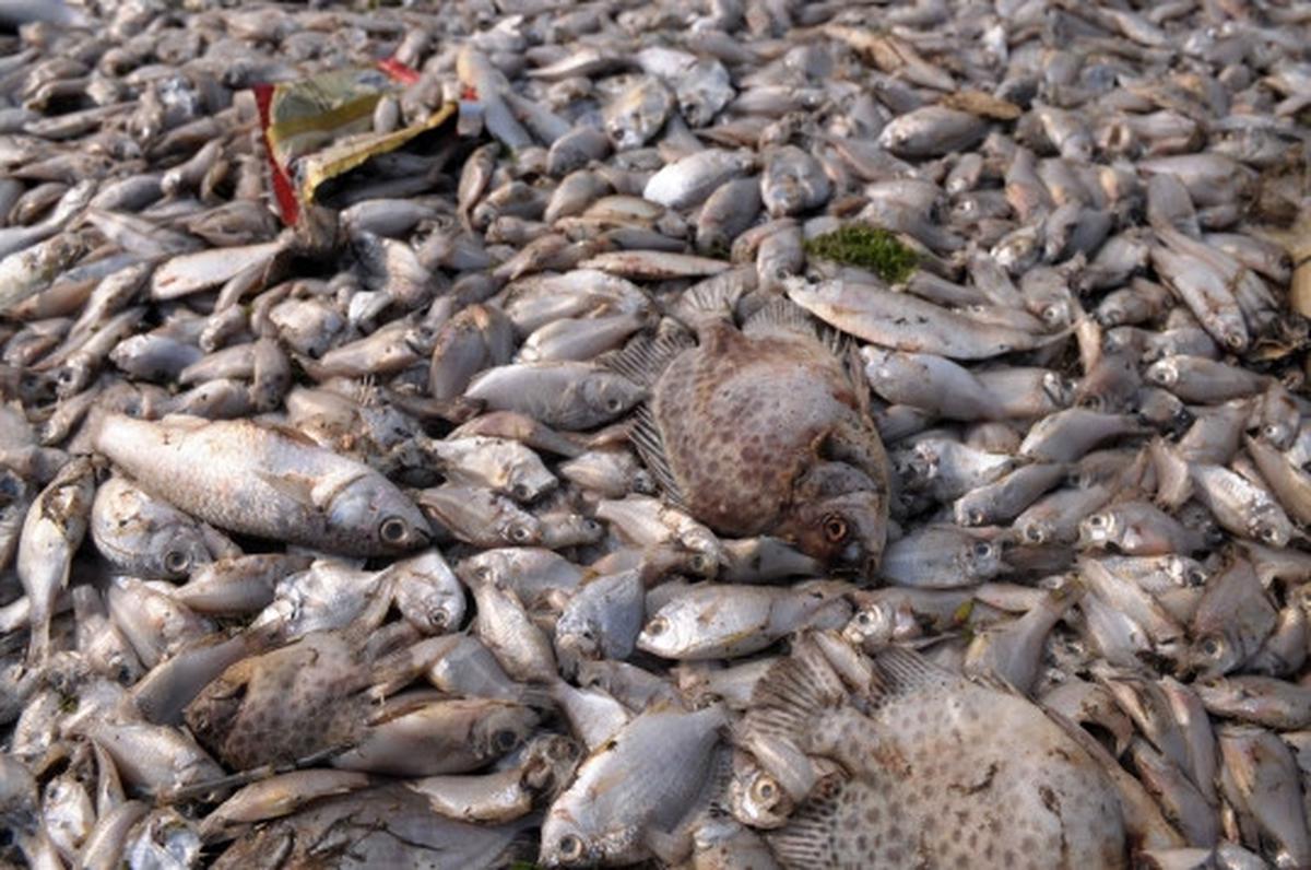 Jutaan ekor ikan berbagai jenis mati misterius di Pantai Ancol