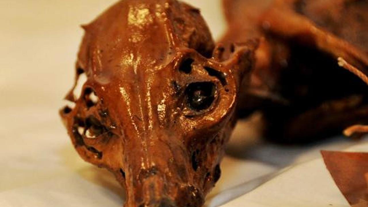 Ditemukan fosil seekor "anjing mumi" di Meksiko