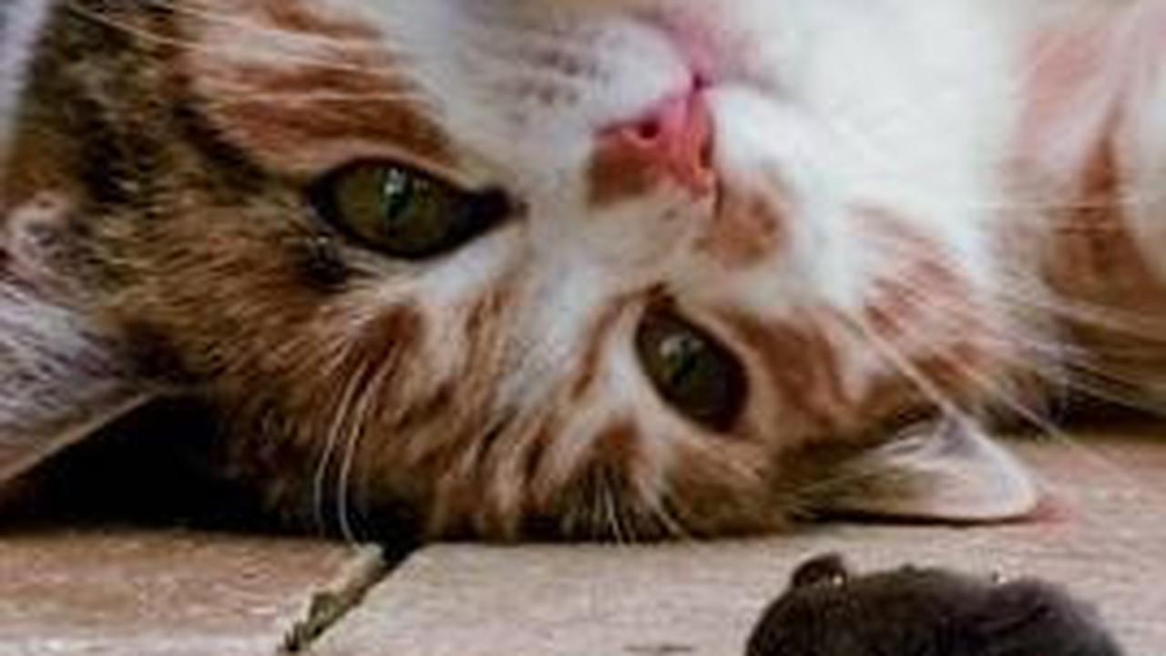 8 Jenis Suara Kucing yang Punya Arti Tertentu, Pemilik Anabul Wajib Tahu