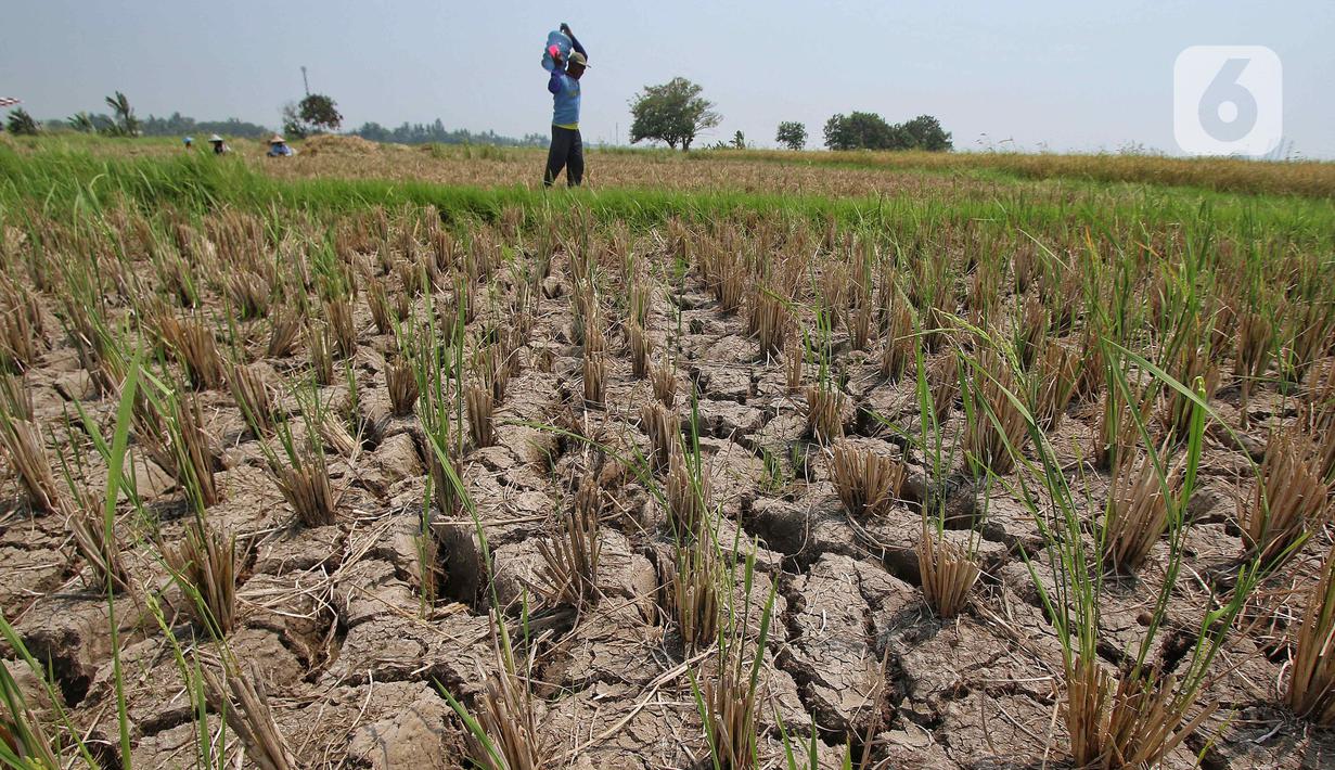 Kesiapsiagaan dan kewaspadaan atas kemungkinan terjadinya bencana yang ditimbulkan dari dampak fenomena El Nino juga ditingkatkan. (Liputan6.com/Angga Yuniar)