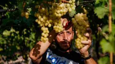 Petani memanen buah anggur di sebuah pertanian di Kota Gaza, Palestina, Selasa (6/8/2019). Bertani merupakan mata pencaharian utama penduduk Palestina, termasuk di Gaza. (Mohammed ABED/AFP)