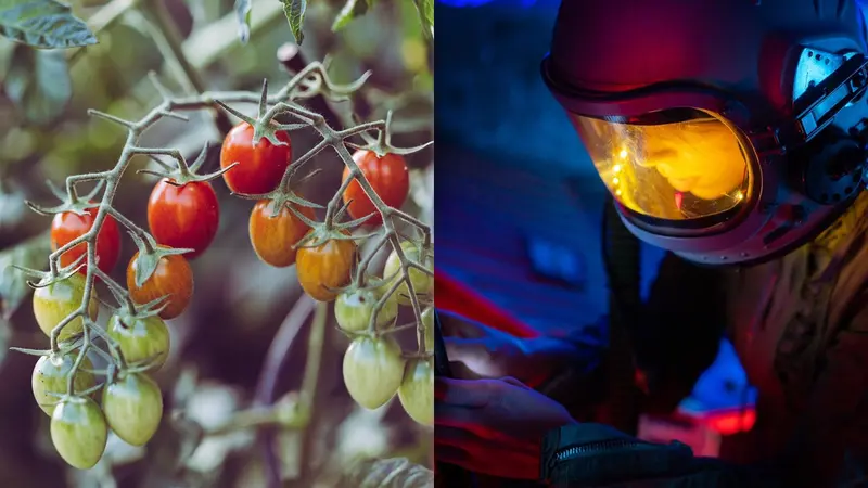 Astronot China Sukses Tanam Selada dan Tomat di Luar Angkasa
