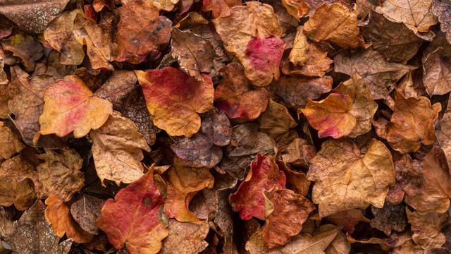 Ilustrasi daun kering