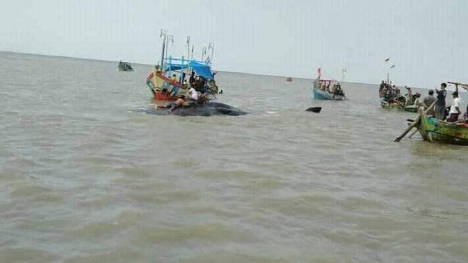 Repotnya Evakuasi Bangkai Paus Sperma Terdampar di ...