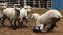 Seorang anak terinjak domba selama acara "Mutton Bustin '" di National Western Stock Show di Denver, Colorado, (16/1). Mutton bustin adalah acara yang diadakan di rodeo yang mirip dengan menunggangi banteng. (AFP/Photo/Rick T. Wilking)