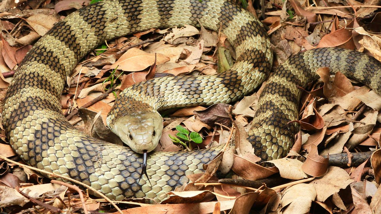 Ular eastern tiger snake