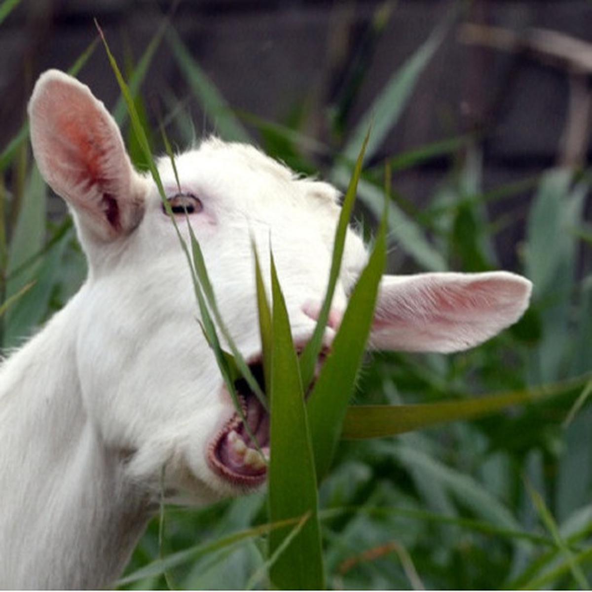 Ilustrasi kambing