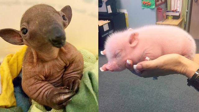 Potret 7 Bayi Hewan Ini Imutnya Kebangetan Bikin Siapa Saja Gemes Hot Liputan6 Com